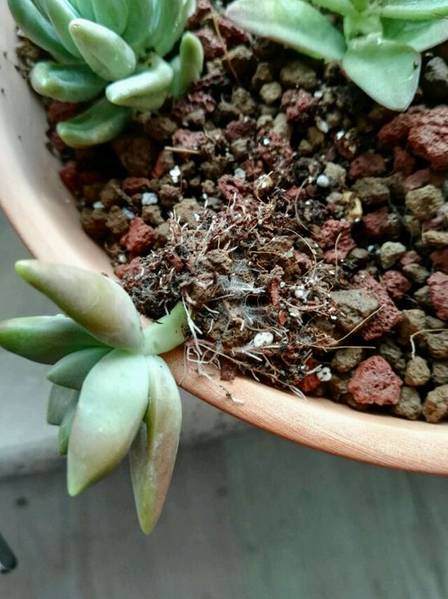 多肉换盆不修根?再怎么换也是白忙活!