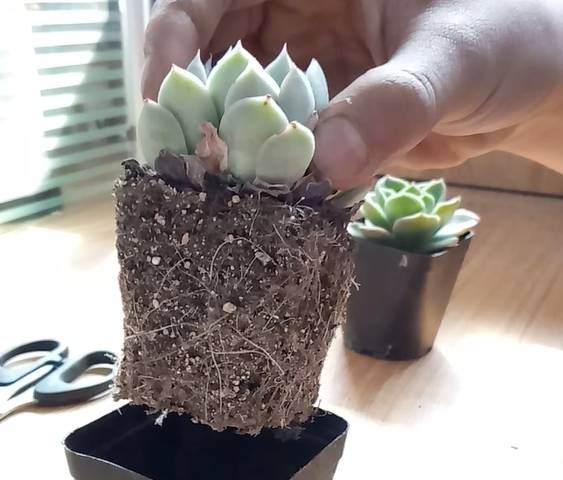 多肉换盆不修根?再怎么换也是白忙活!