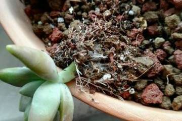 多肉换盆不修根 再怎么换也是白忙活