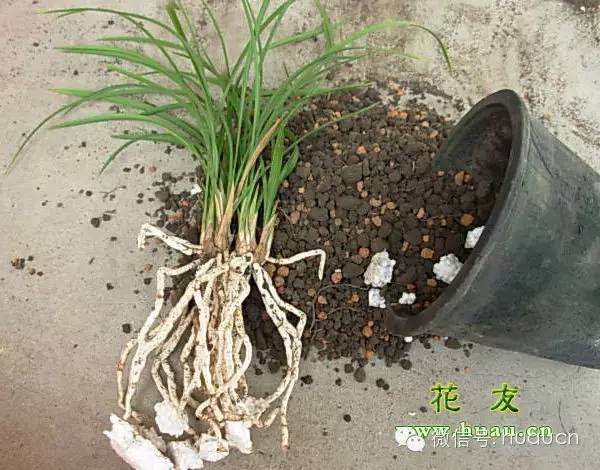 给盆栽植物翻盆的4个步骤