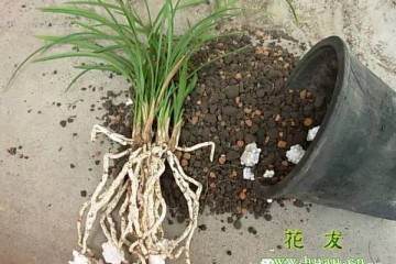 给盆栽植物翻盆的4个步骤 图片