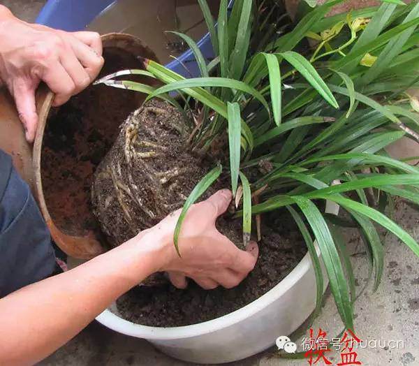 盆栽翻盆和换盆的区别及具体操作步骤