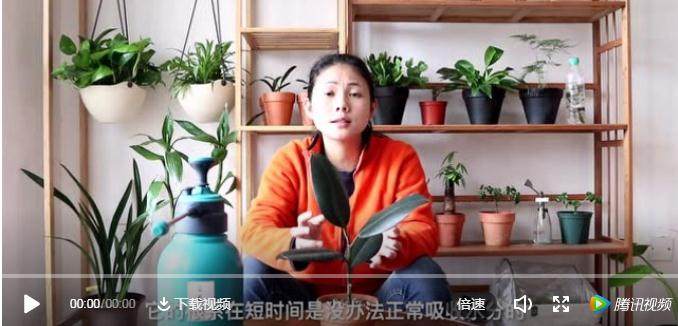 养花换盆很容易发蔫 这时千万不要浇水