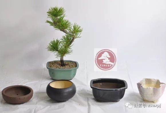 图解 微型盆景的换盆过程
