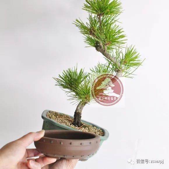 图解 微型盆景的换盆过程