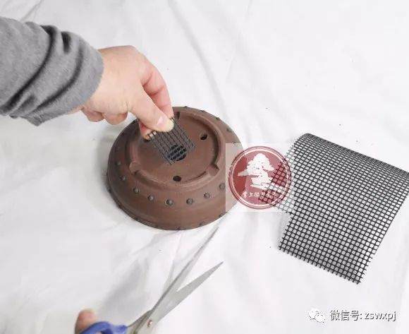 图解 微型盆景的换盆过程