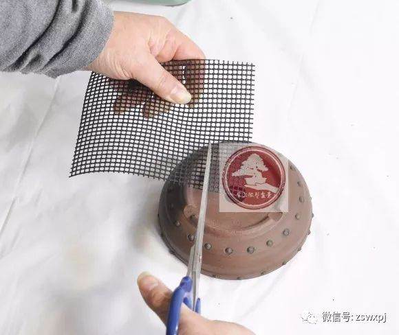 图解 微型盆景的换盆过程