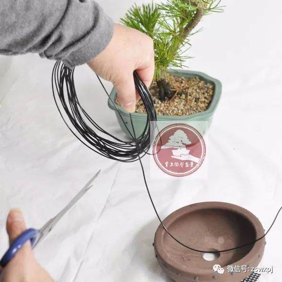 图解 微型盆景的换盆过程