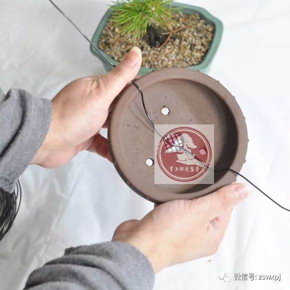 图解 微型盆景的换盆过程