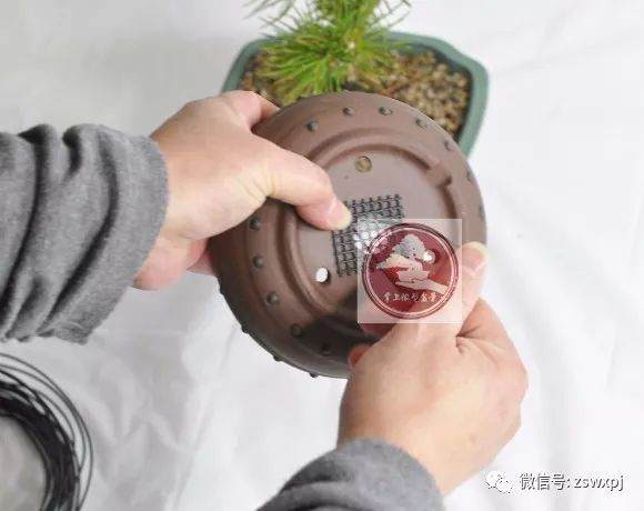 图解 微型盆景的换盆过程