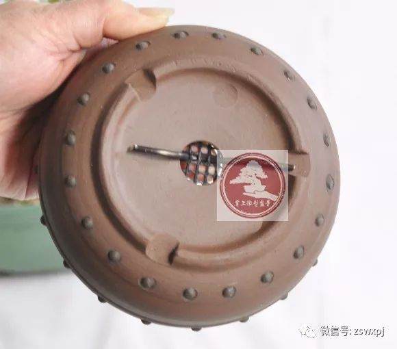 图解 微型盆景的换盆过程