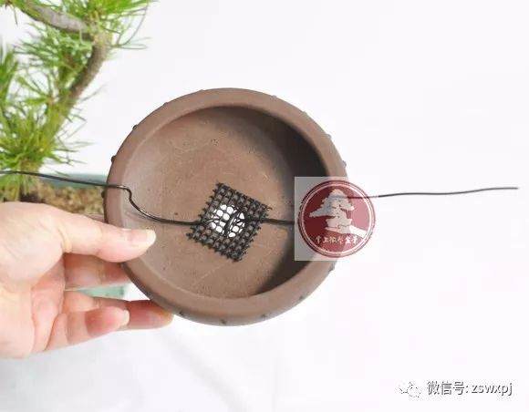 图解 微型盆景的换盆过程