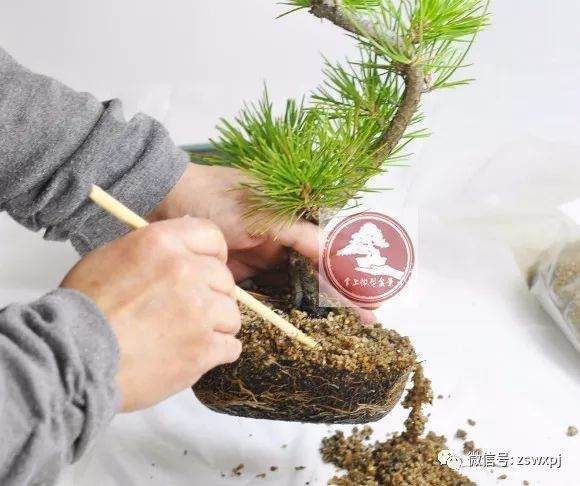 图解 微型盆景的换盆过程