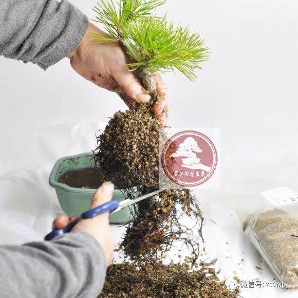 图解 微型盆景的换盆过程