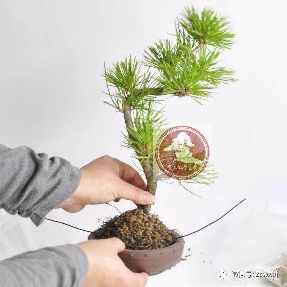 图解 微型盆景怎么换盆 17幅图片