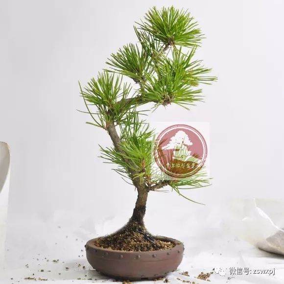 图解 微型盆景怎么换盆 17幅图片