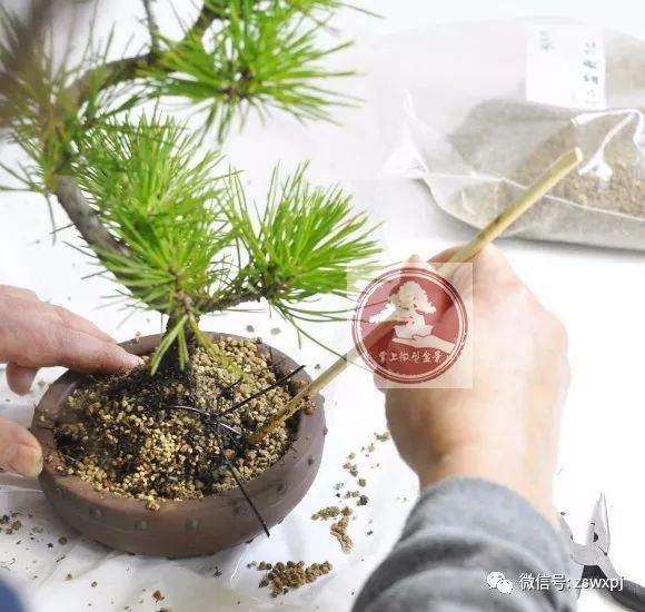 图解 微型盆景怎么换盆 17幅图片