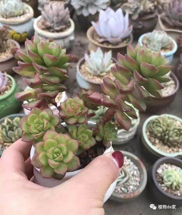 多肉换盆后留下来的旧土你怎么处理?