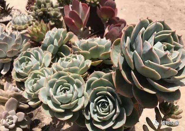 多肉换盆后留下来的旧土你怎么处理?