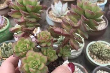 多肉换盆后留下来的旧土你怎么处理