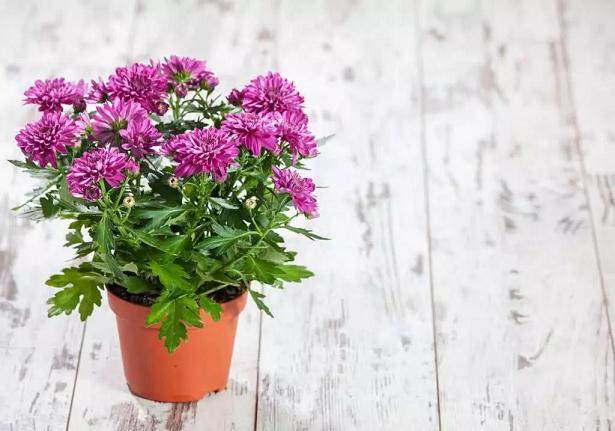 养花换盆后的旧土 加点它来养花