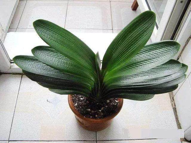 君子兰换盆撒一把它 叶片乌绿油亮!