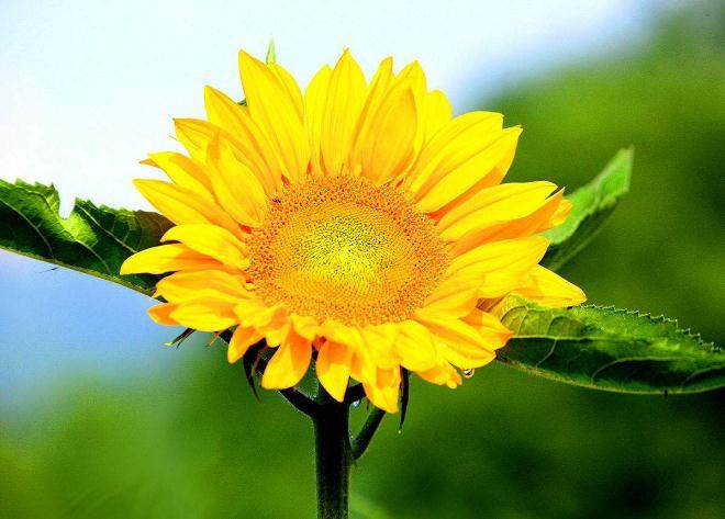 花卉换盆后植物容易死?注意这几点 大胆放心换!