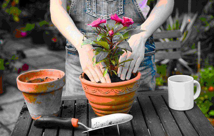 养花换盆不修根 换了也是白换!