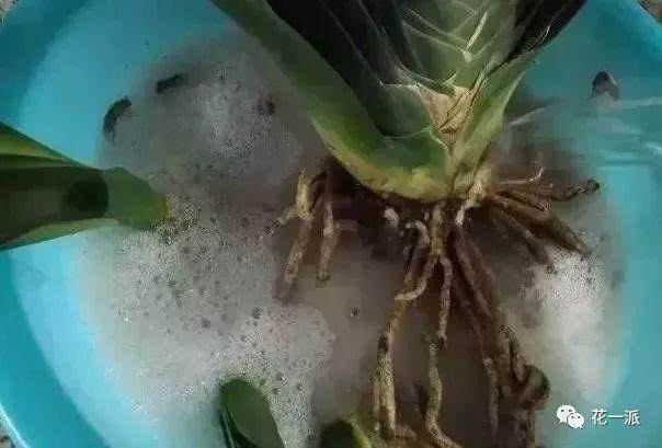 养花换盆不修根 换了也是白换!