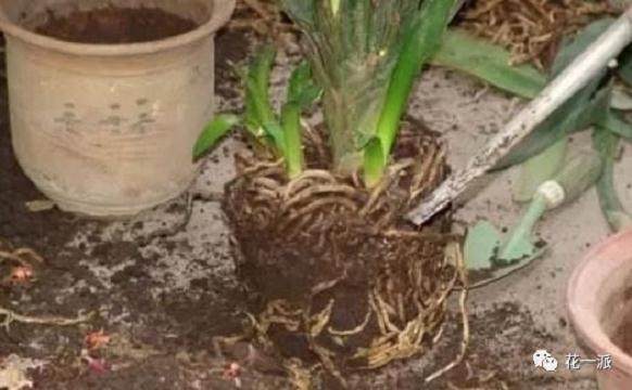 养花换盆不修根 换了也是白换!