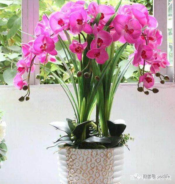 蝴蝶兰盆景的浇水注意事项