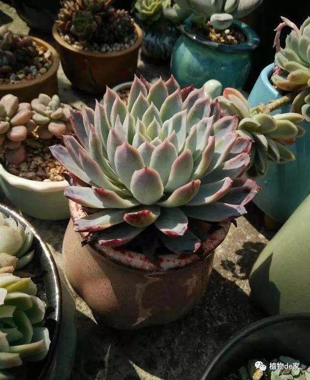 4月给多肉这样换盆 从不生虫烂根！