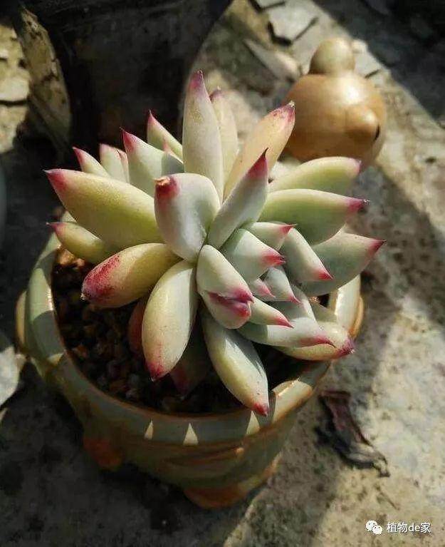 4月给多肉这样换盆 从不生虫烂根！