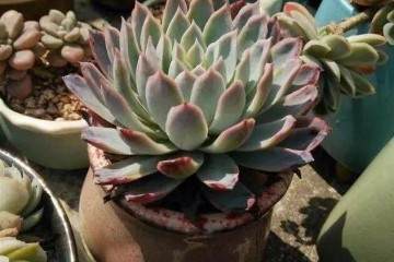 4月给多肉这样换盆 从不生虫烂根