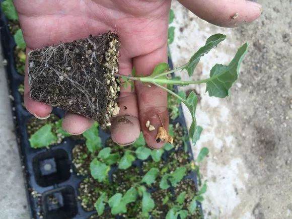 盆栽植物每移植2~3年后 就要换盆