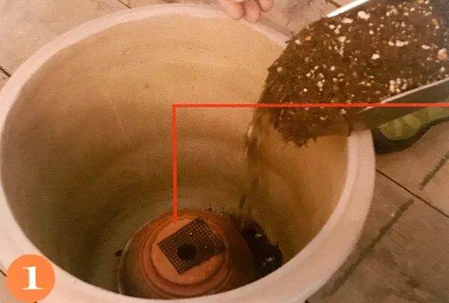 盆栽植物每移植2~3年后 就要换盆