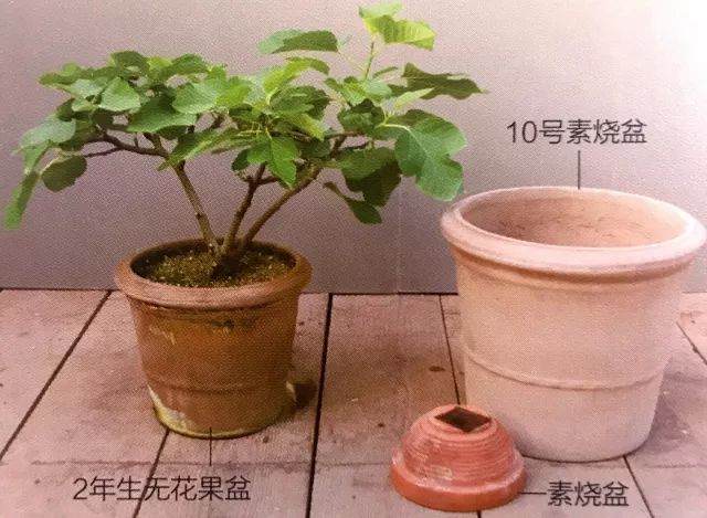 盆栽植物每移植2~3年后 就要换盆