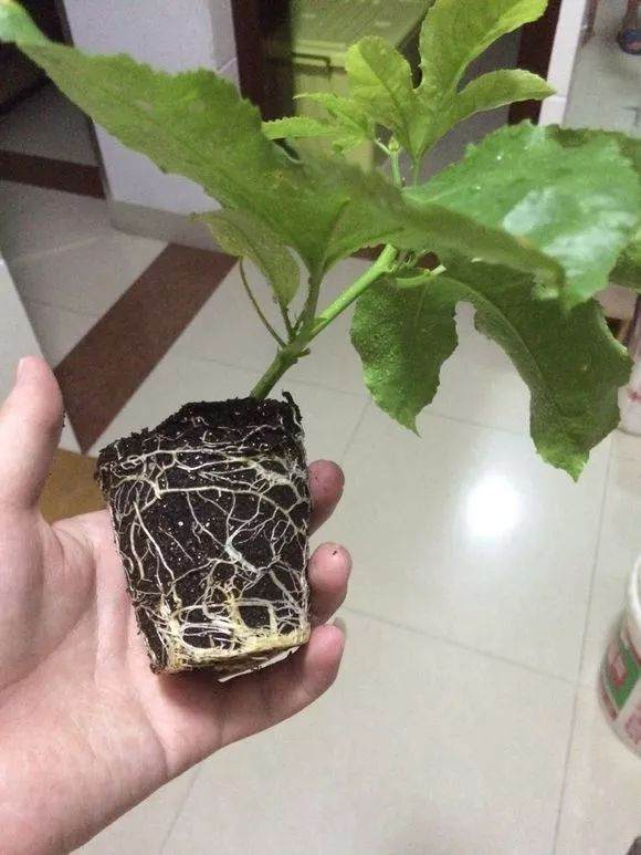 盆栽植物每移植2~3年后 就要换盆