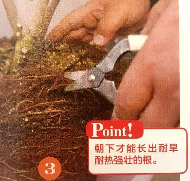 盆栽植物每移植2~3年后 就要换盆