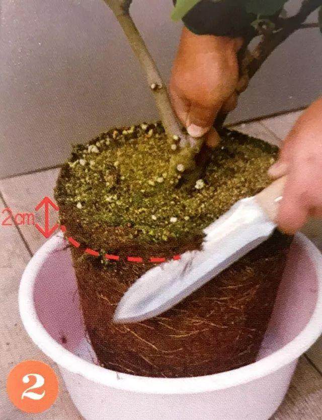 盆栽植物每移植2~3年后 就要换盆