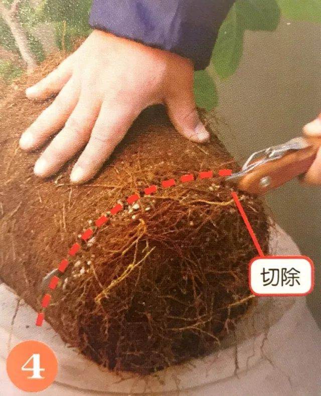 盆栽植物每移植2~3年后 就要换盆