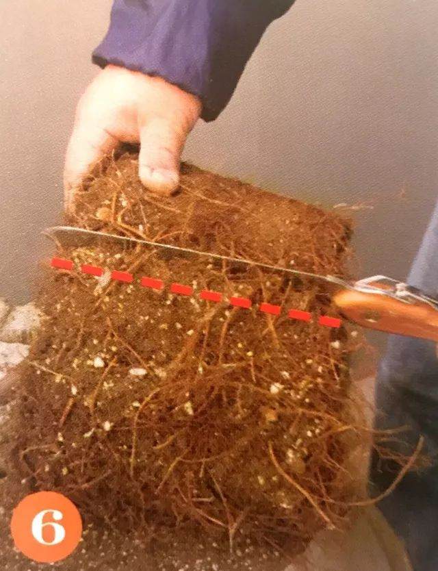 盆栽植物每移植2~3年后 就要换盆