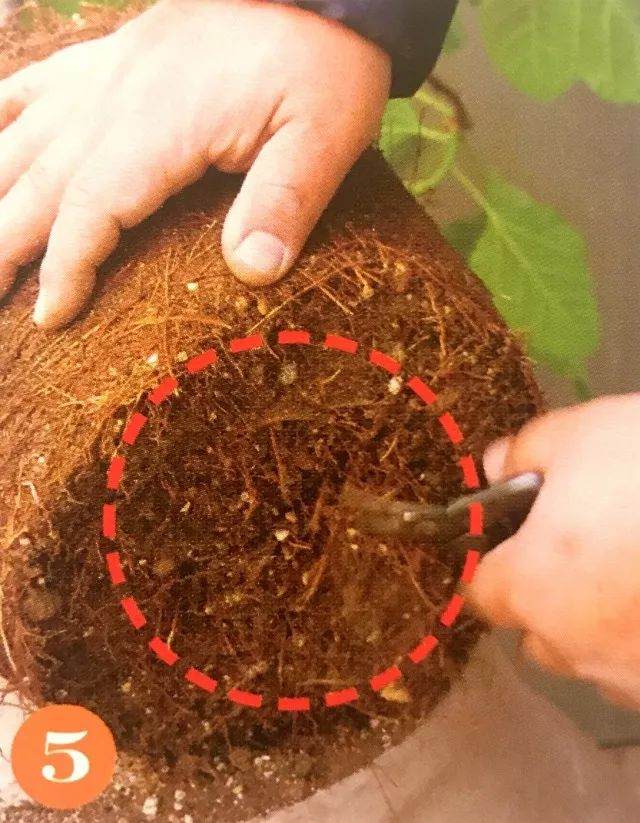 盆栽植物每移植2~3年后 就要换盆