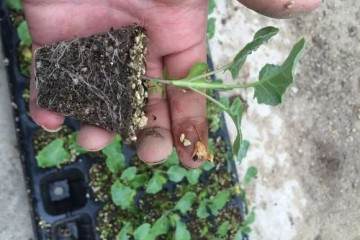 盆栽植物每移植2～3年后 就要换盆