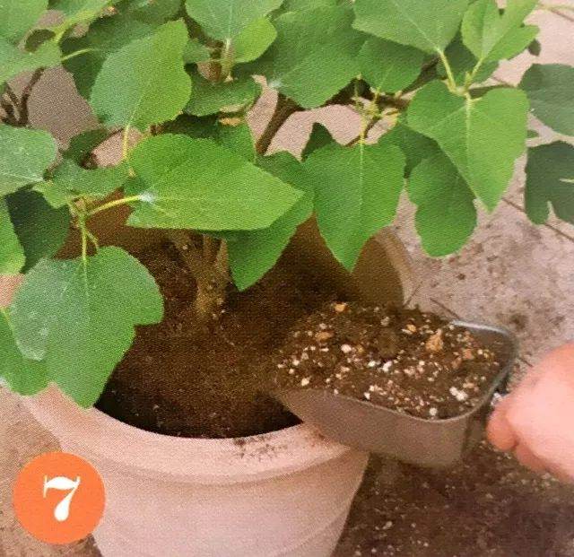 盆栽植物每移植2~3年后 就要换盆