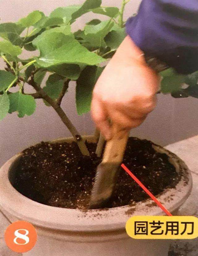 盆栽植物每移植2~3年后 就要换盆