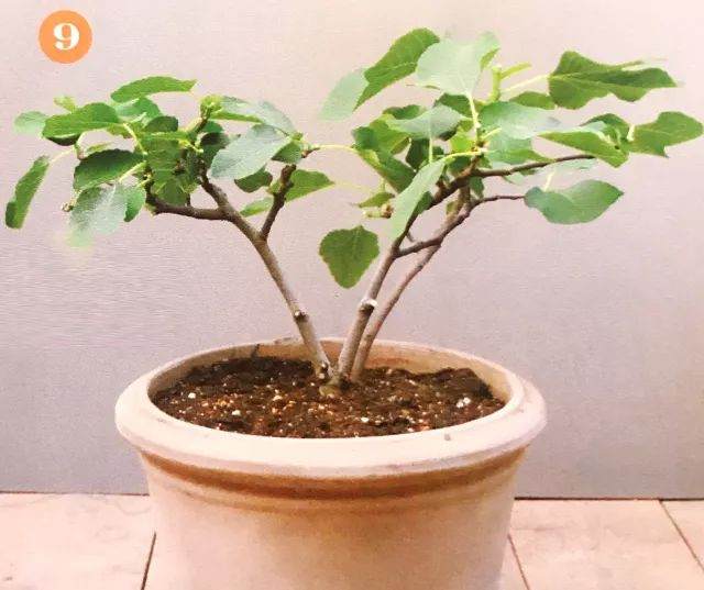 盆栽植物每移植2~3年后 就要换盆