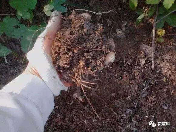 什么时候应该给茶花换盆换土?