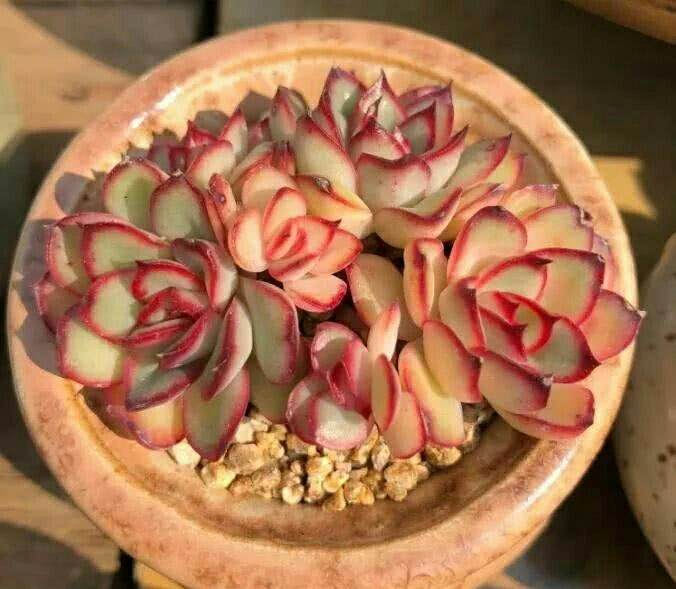 给不健康的多肉植物换盆 春天最合适