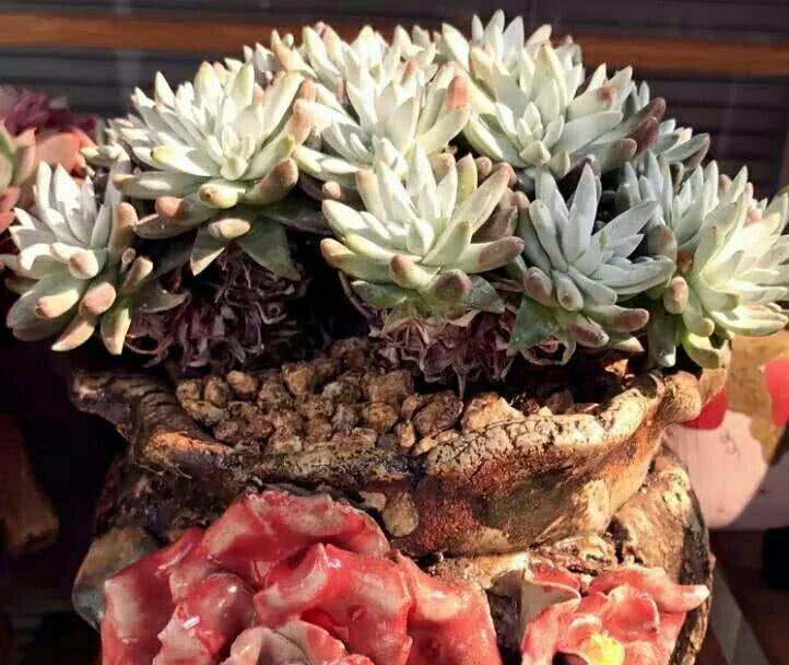 给不健康的多肉植物换盆 春天最合适